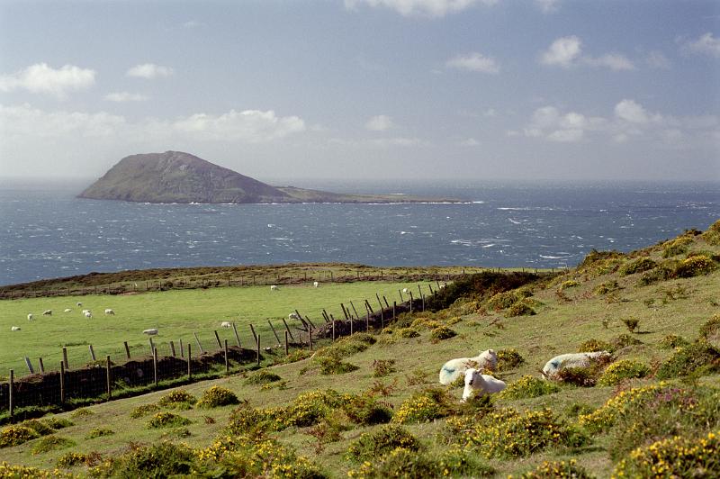 Sheep Resting on Green Landscape with Bardsey Island View Afar, the Legendary Island of 20,000 Saints, lies off the Llyn Peninsula in the Welsh County of Gwynedd.