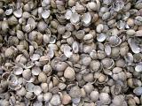 Background texture of dried empty bivalve seashells lying in a random heap, overhead full frame view