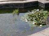 Small pond with pretty yellow flowering water lilies and green lily pads floating on the surface of the water