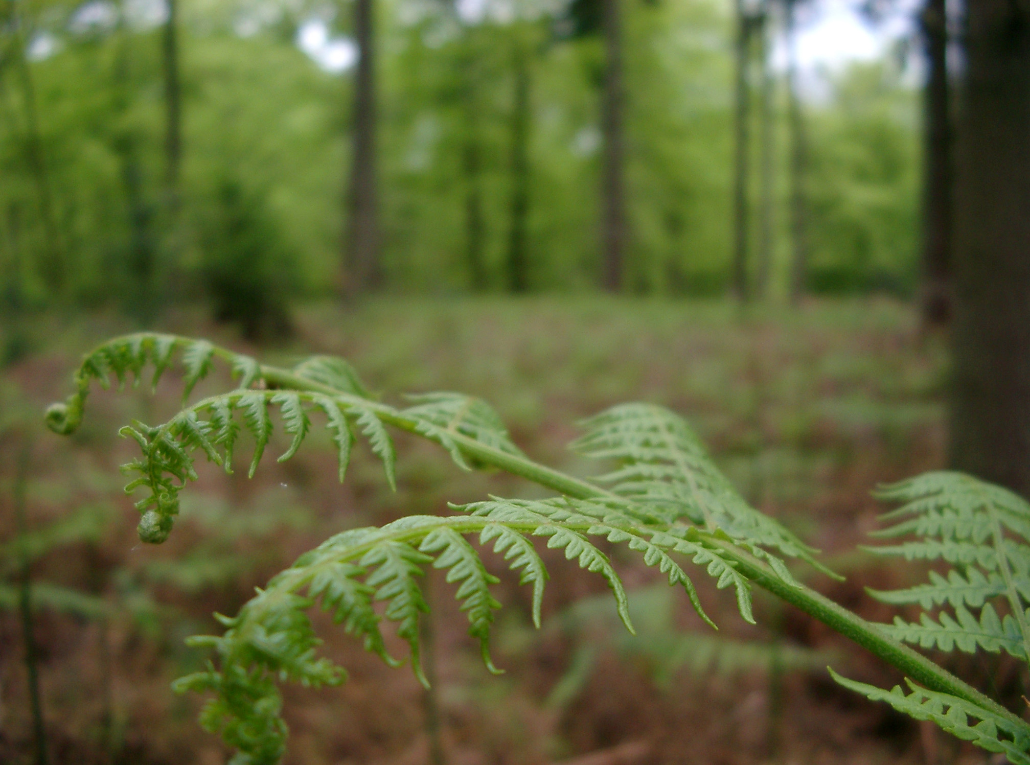 an image of bracken and pine trees in the new forest woodland