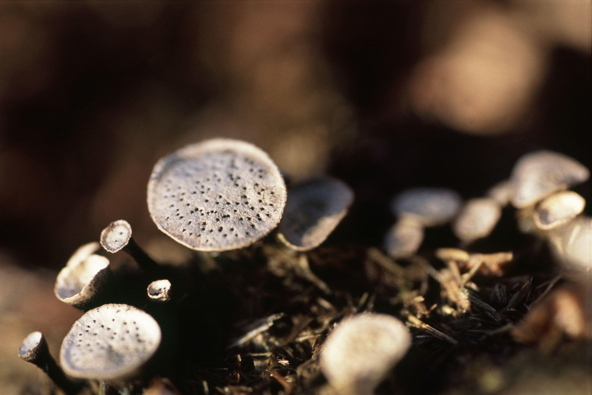 an image of macro image of fungus growing in the new forest