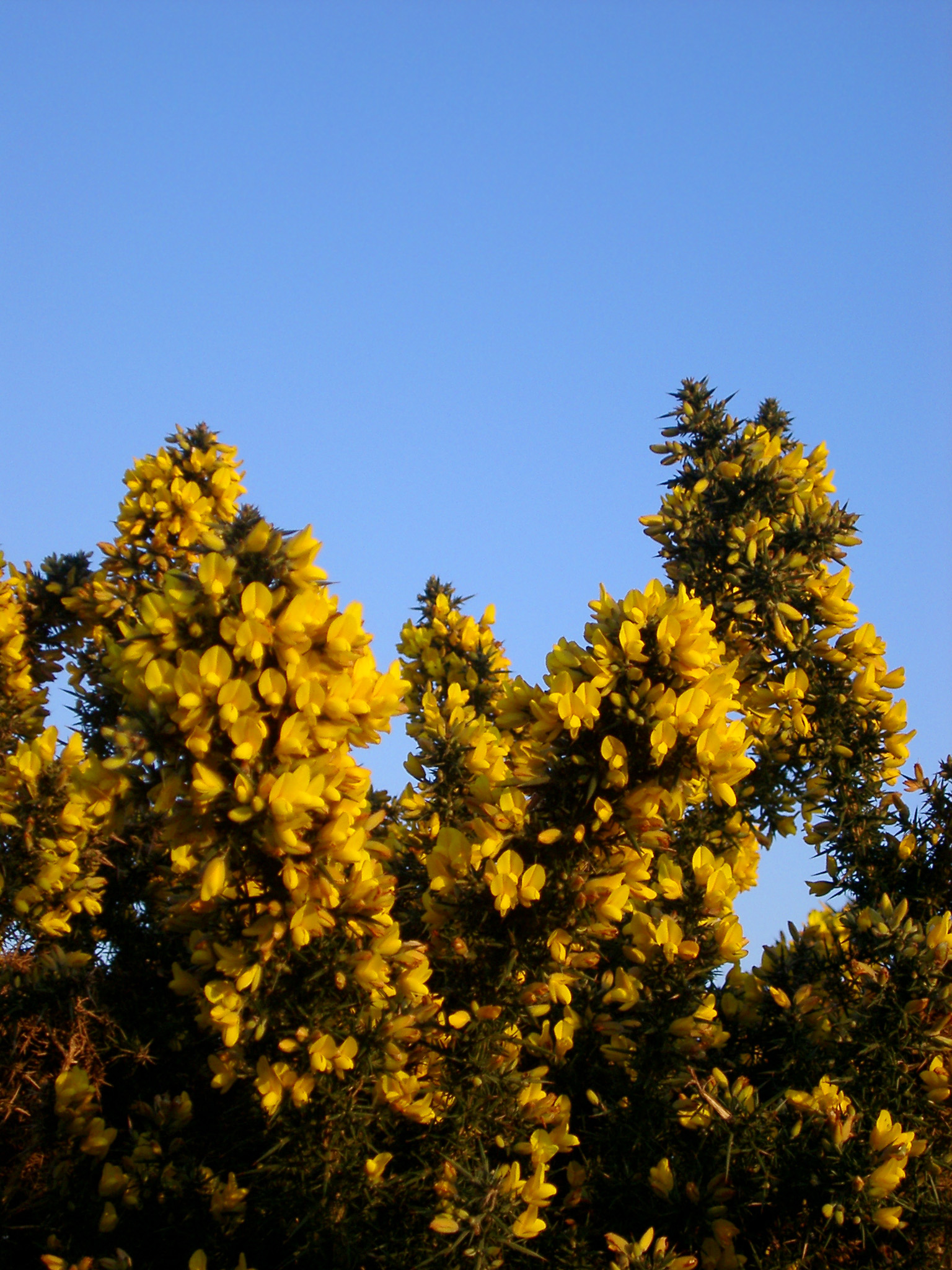 an image of yellow flowers of a gorse pictured against a brilliant blue sky