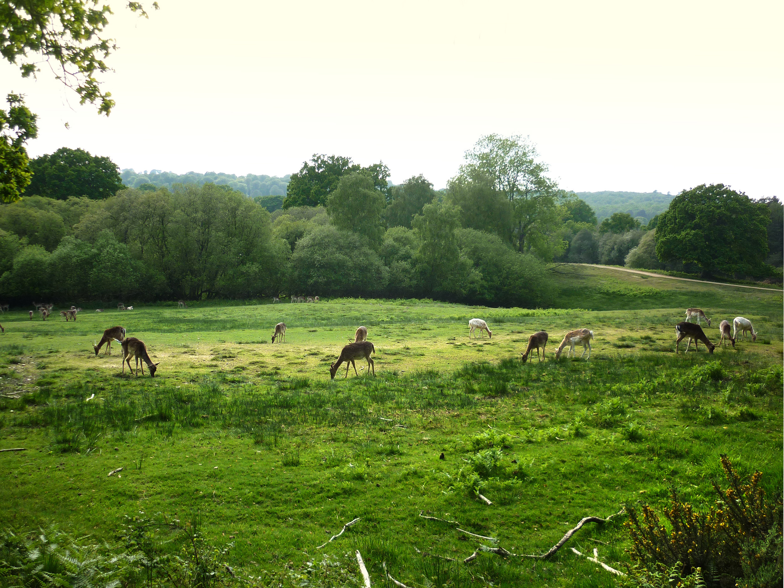 an image of wild deer grazing a meadow in the new forest