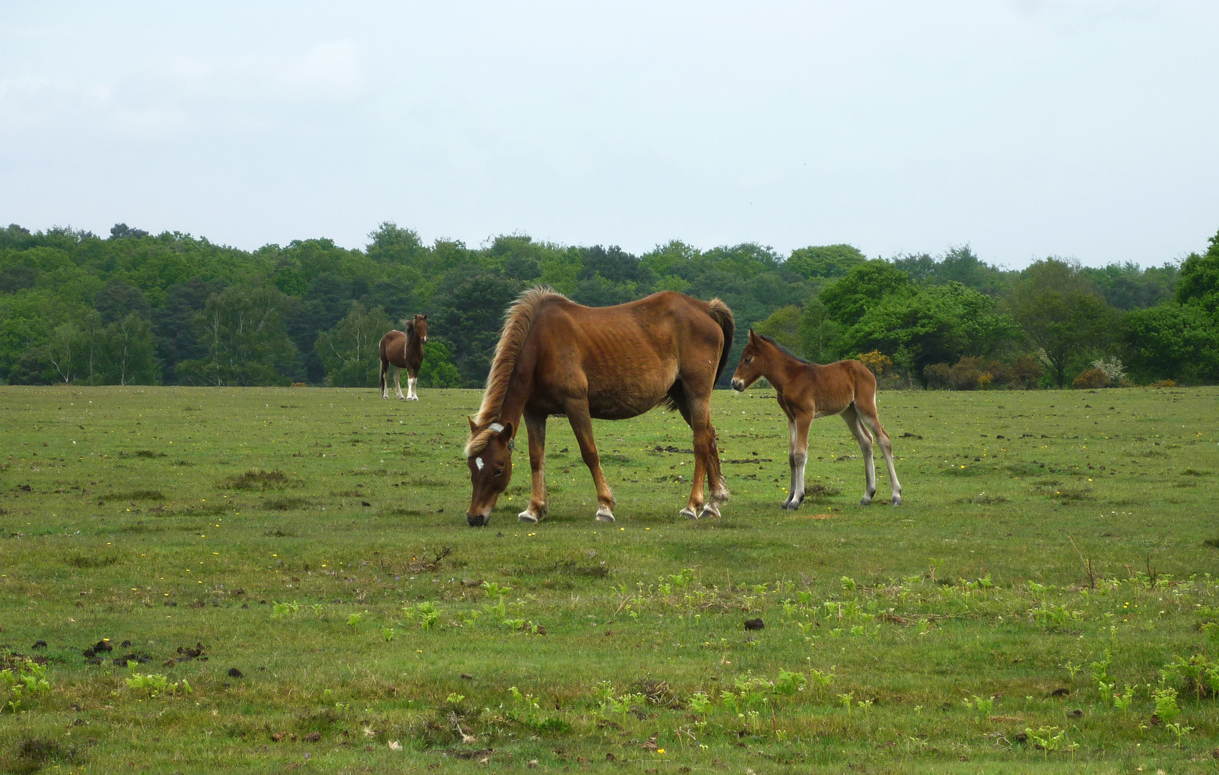 an image of wild horses of the new forest