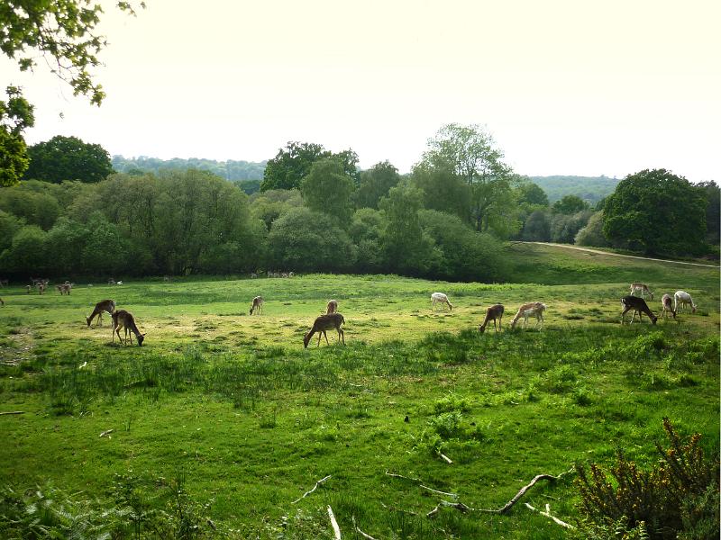 wild deer grazing a meadow in the new forest
