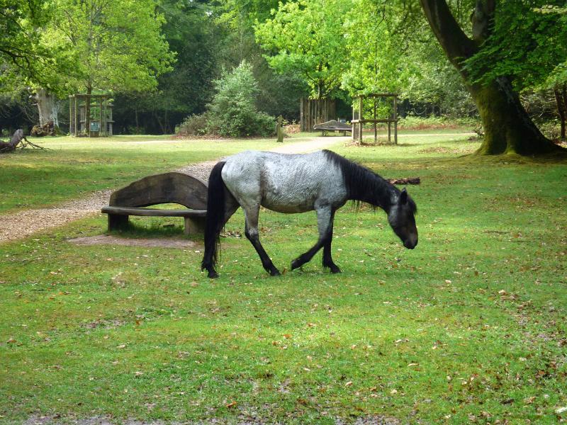 a wild pony roaming the new forest national park lands