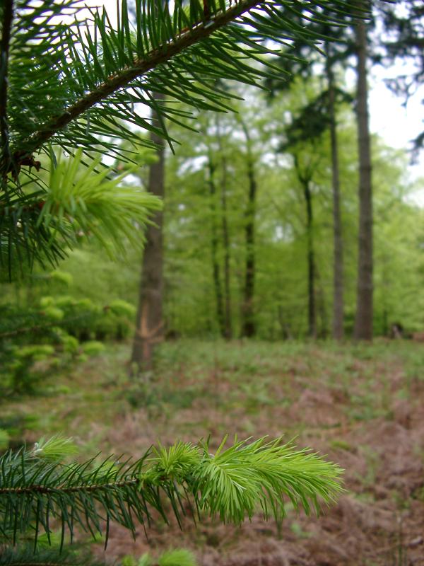 tall trees and bracken in a the new forest