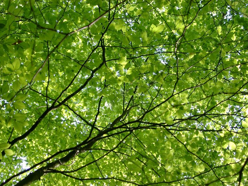 leaves on a tree in the new forest, dorset