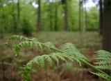 bracken and pine trees in the new forest woodland