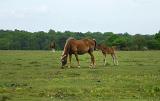wild horses of the new forest