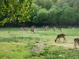 wild deer grazing in the new forest