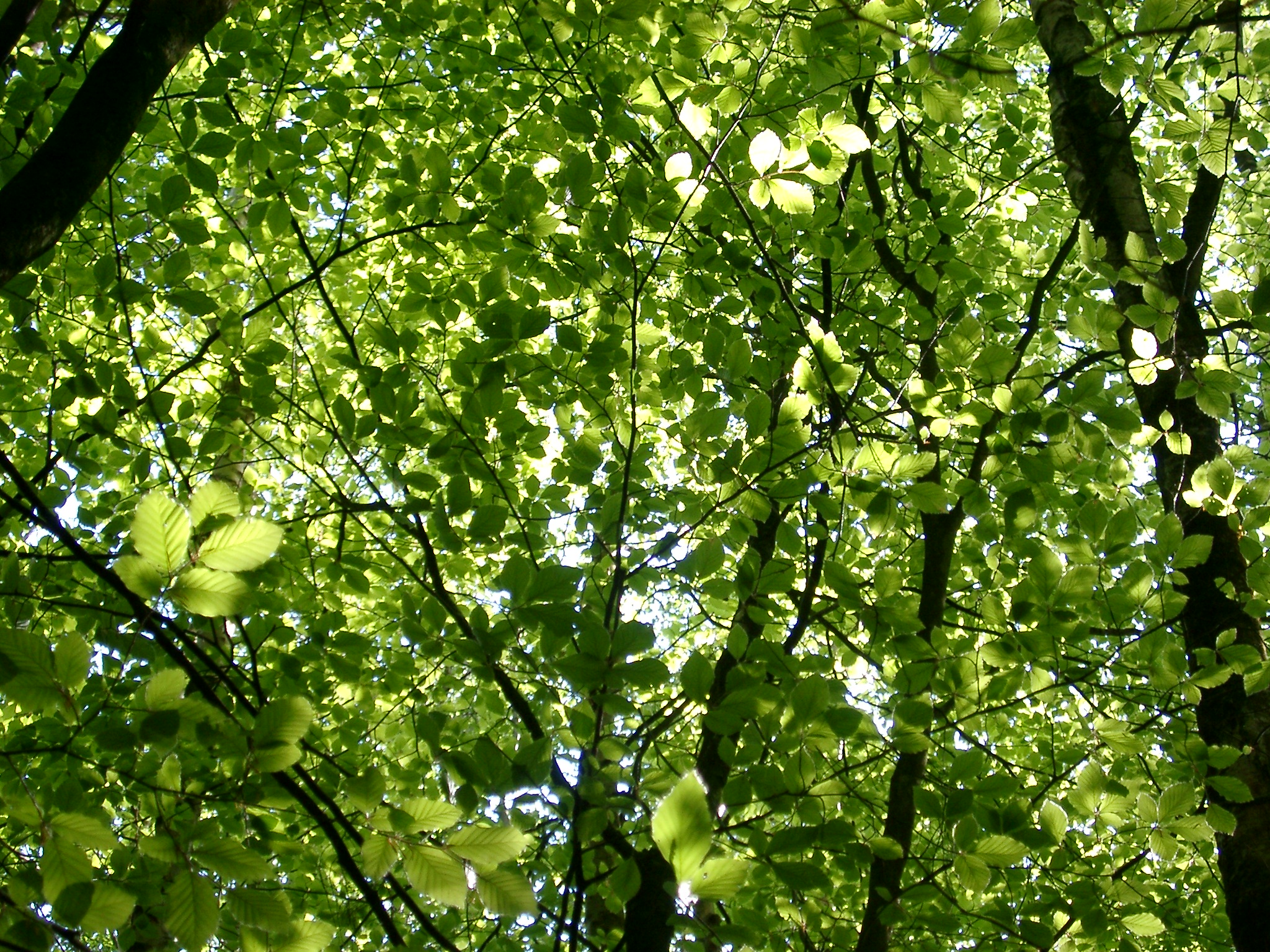 an image of closeup on tree branches in the new forest