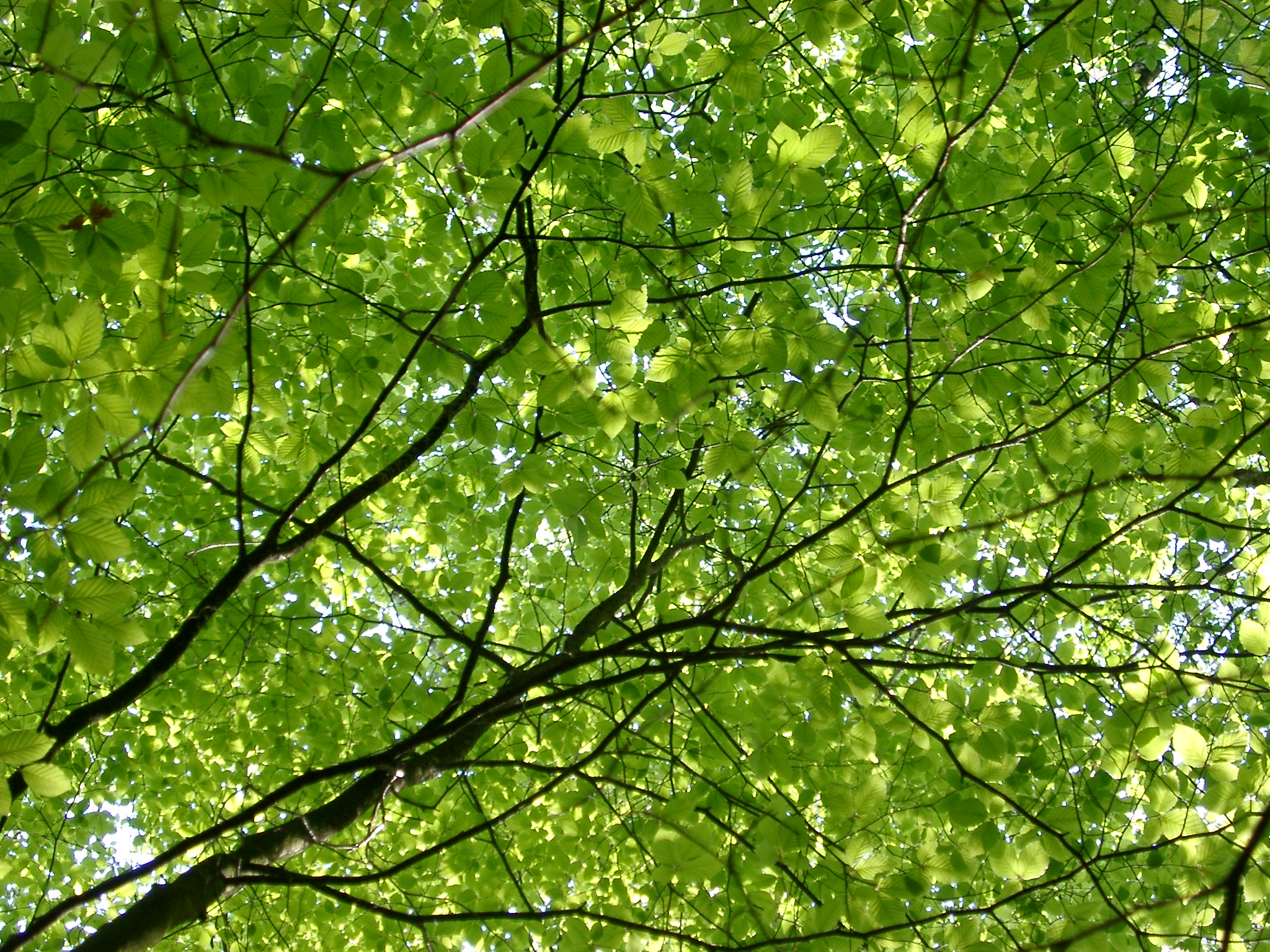 an image of leaves on a tree in the new forest, dorset