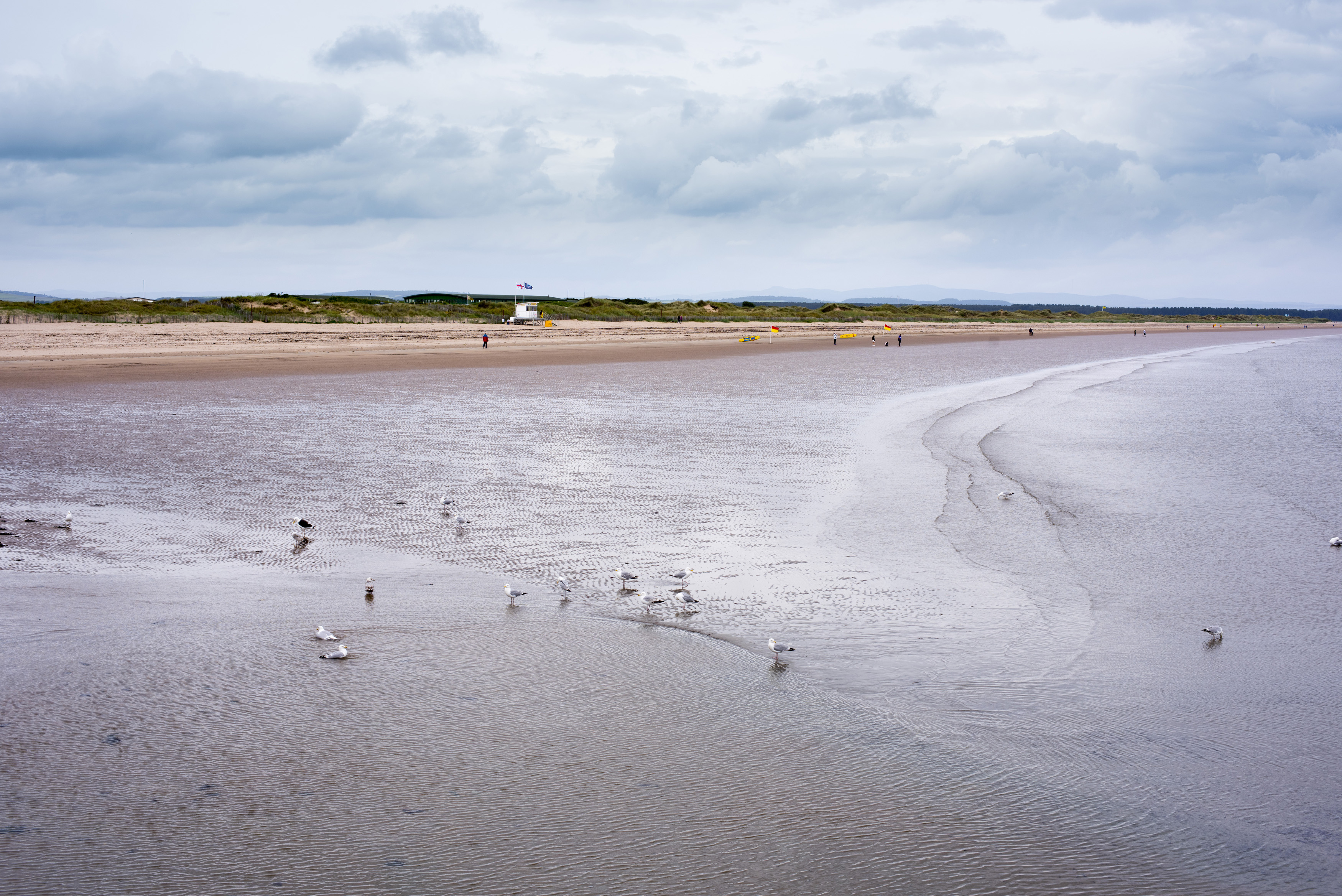 an image of Seagulls standing in the shallow water of a low tide on the beach at St Andrews, Scotland under a grey cloudy sky in a scenic landscape
