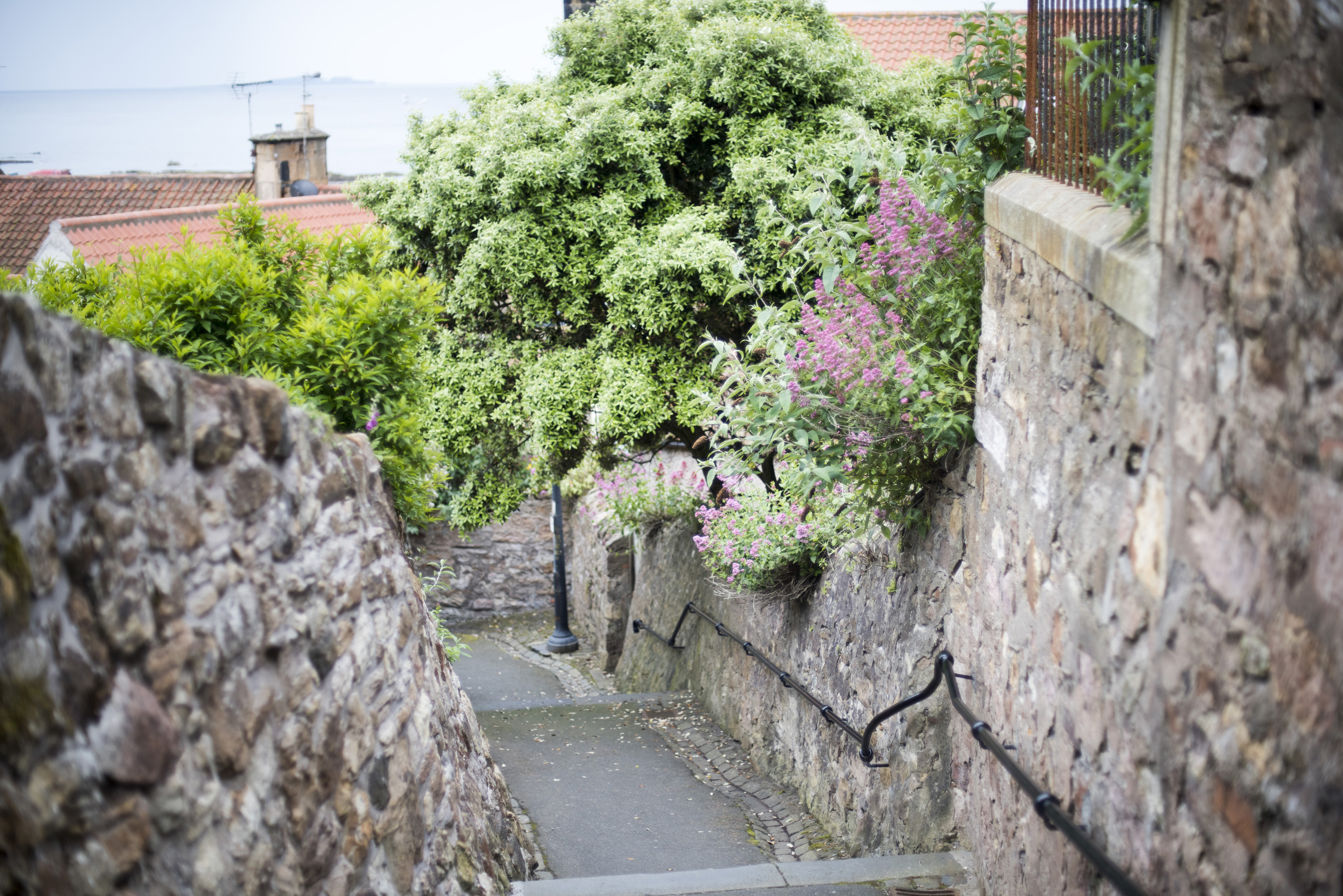 an image of Old stone wall outdoors staircase with shrubs growing over stones at Pittenweem, Scotland