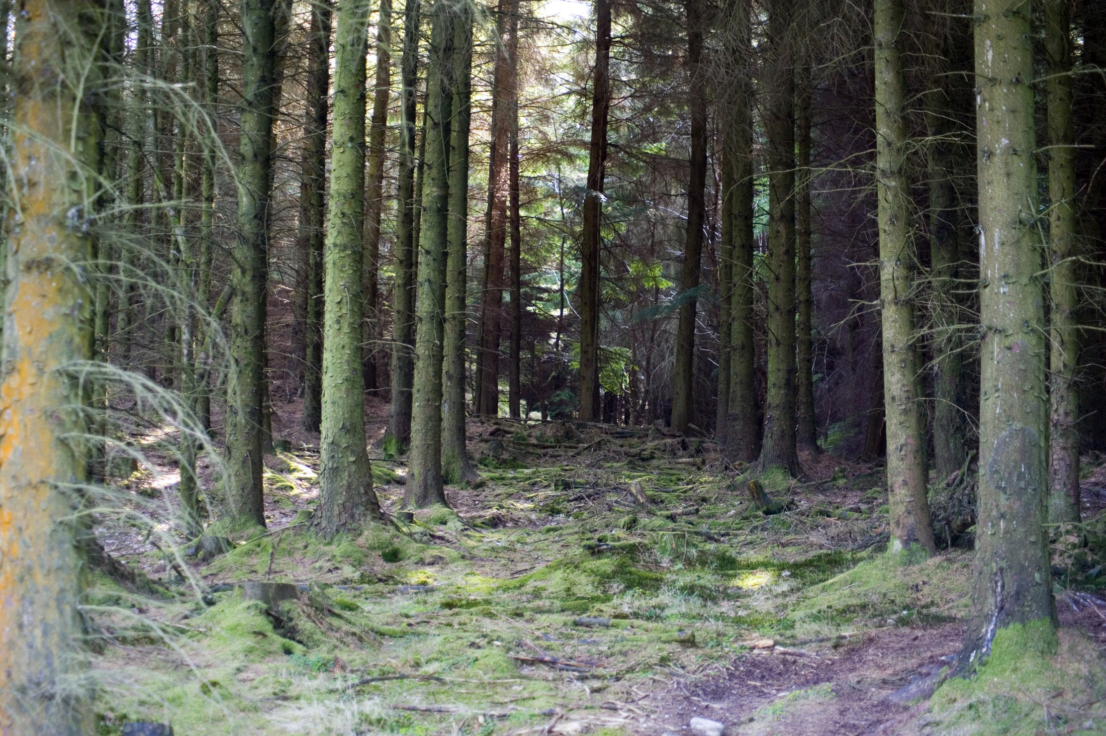 an image of trees in grizedale forest