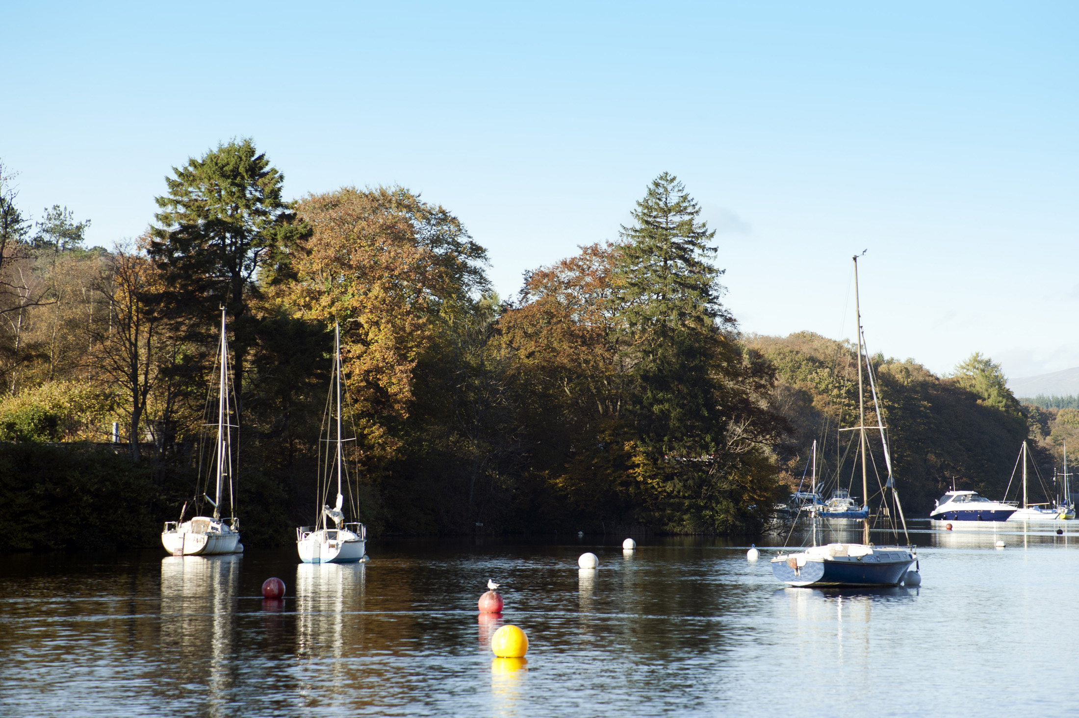an image of Yachts moored on buoys on the calm water of Windermere Lake in the Lake District in Cumbria