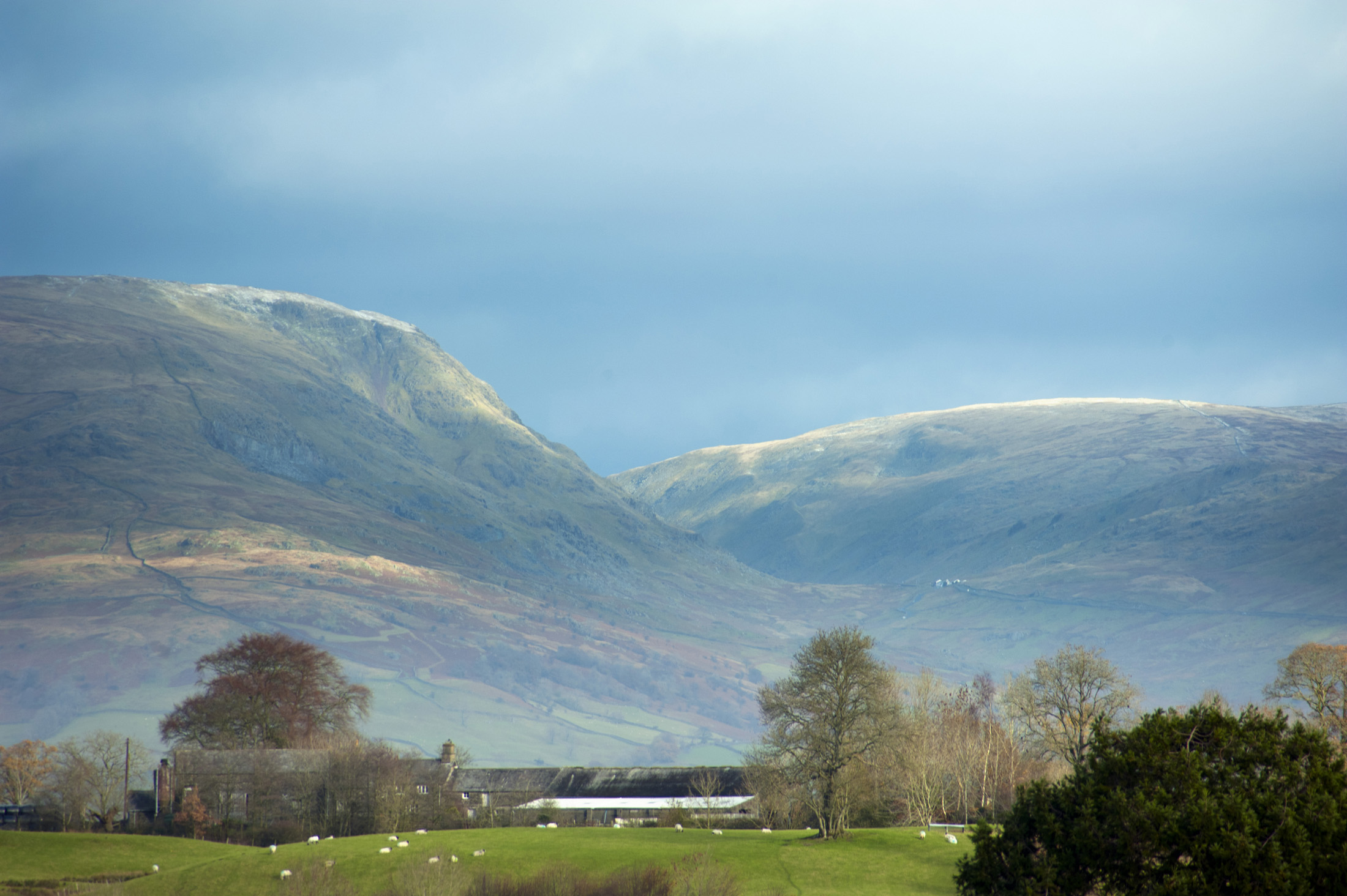 an image of Pastoral scenery in the Lake District with sheep grazing on lush pastures below rolling mountains and hills, view from hawkshead looking towards the red screes