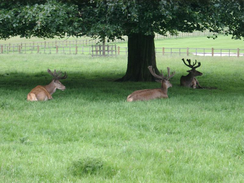 deer resting under a tree in the grounds of a stately home