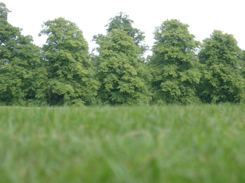 a grassy grove of tall trees