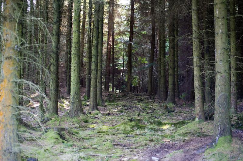 trees in grizedale forest