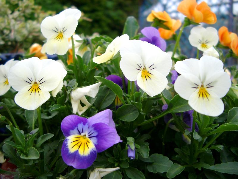 multi coloured pansy violas
