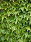 a background of ivy leaves
