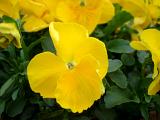 a bloom of yellow pansy viola