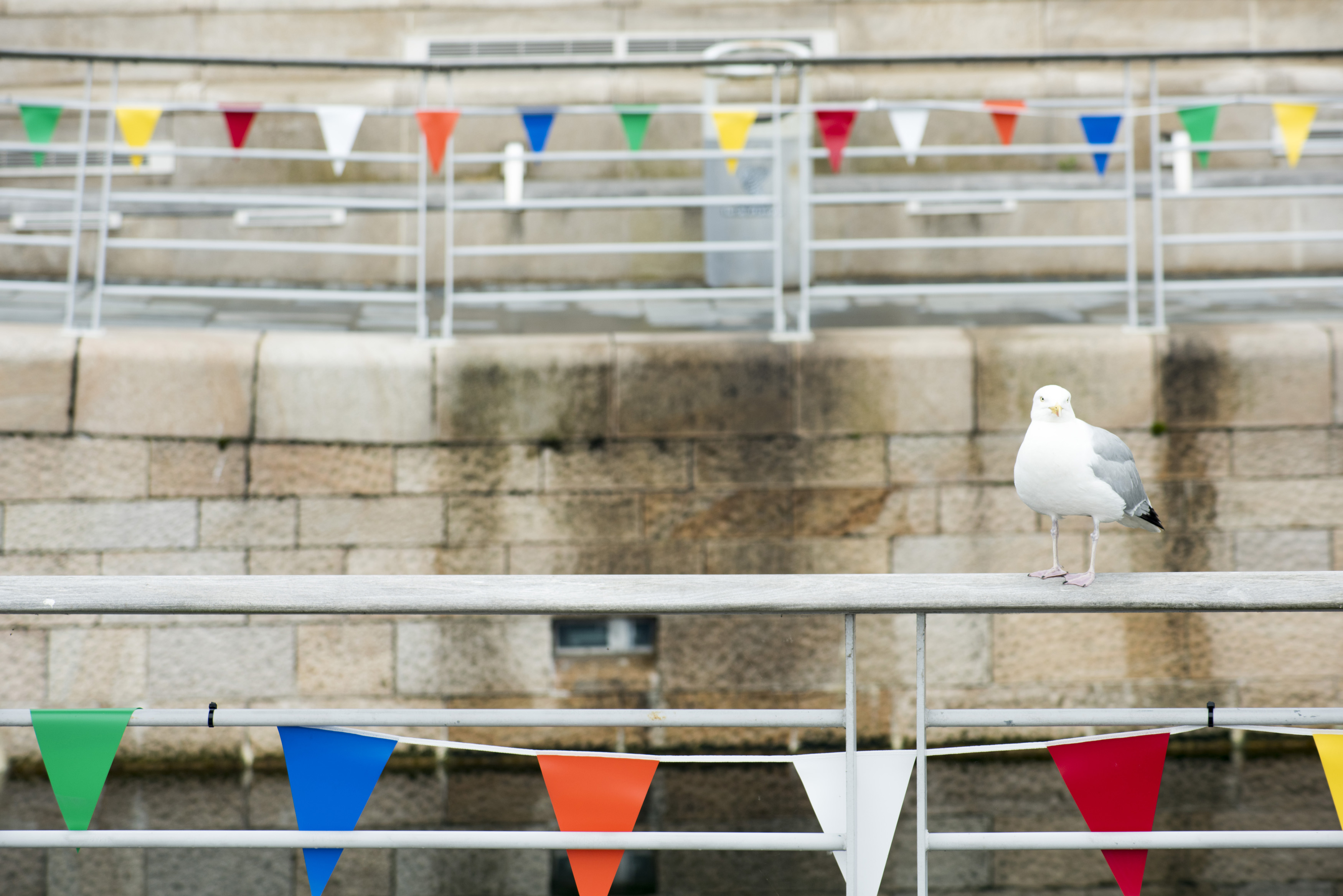 an image of Single large seagul perched on railing at boat dock in Liverpool, United Kingdom