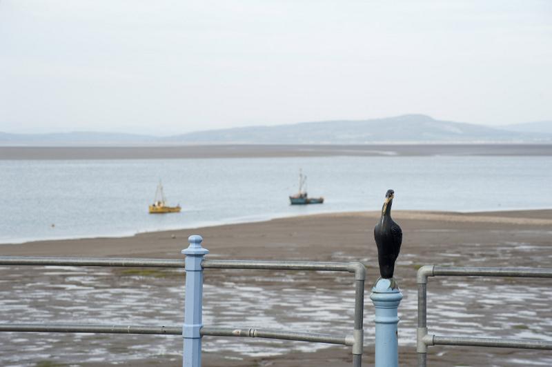 a metal cormorant sculpture sits on top of the railings on morecambes stone pier