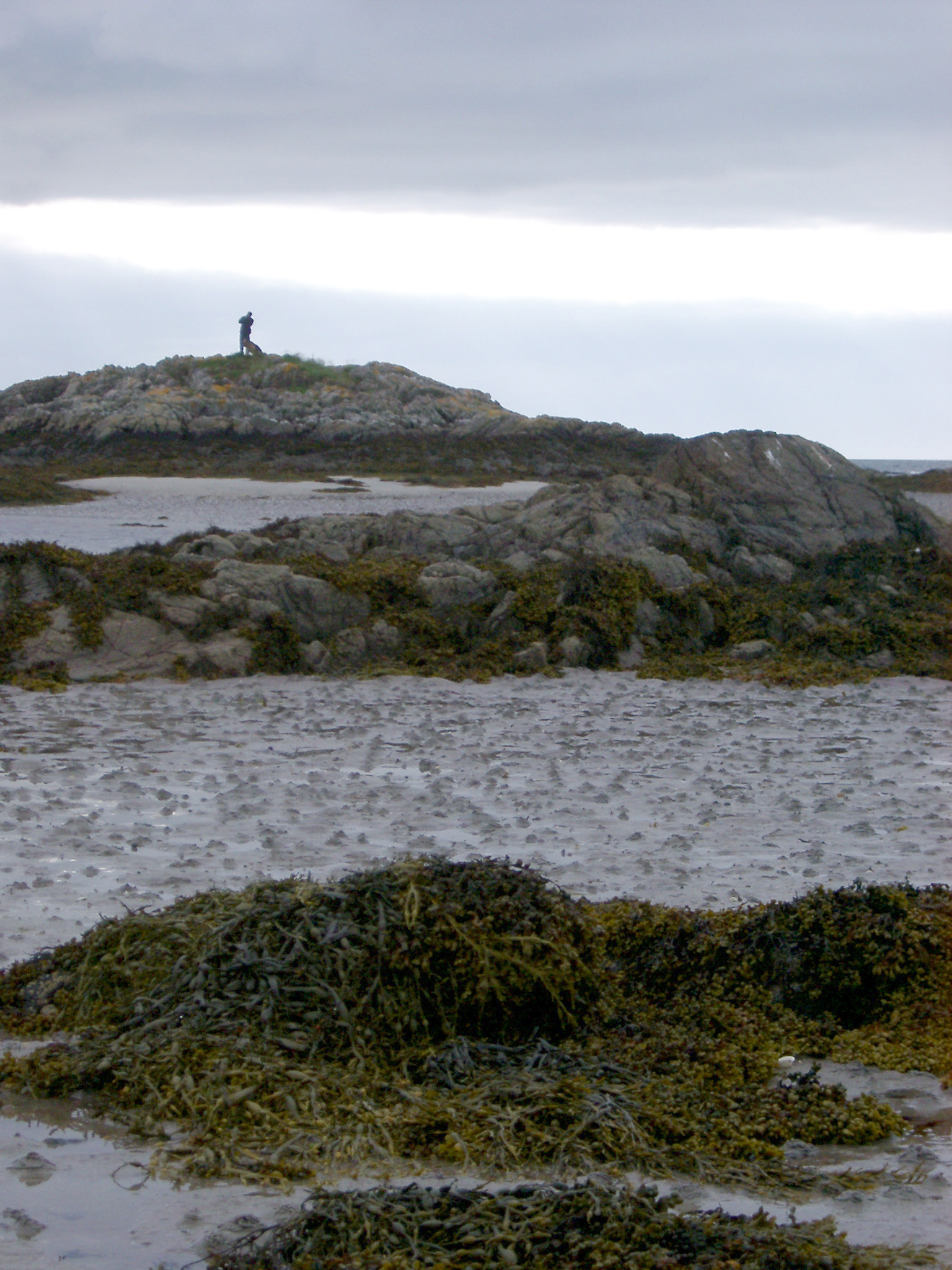 an image of Strands of kelp seaweed washed up on a sandy beach and coastal mud flats