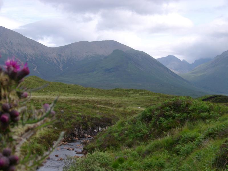 Scottish thistle flowering alongside a meandering stream in the misty mountains of the Scottish Highlands