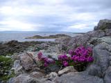 Pretty purple flowering heather growing on a rocky coastal headland with a view down to the ocean and coastline