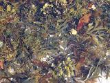 Rock pool with colorful assorted seaweed and seashells in the intertidal zone on the seashore at low tide