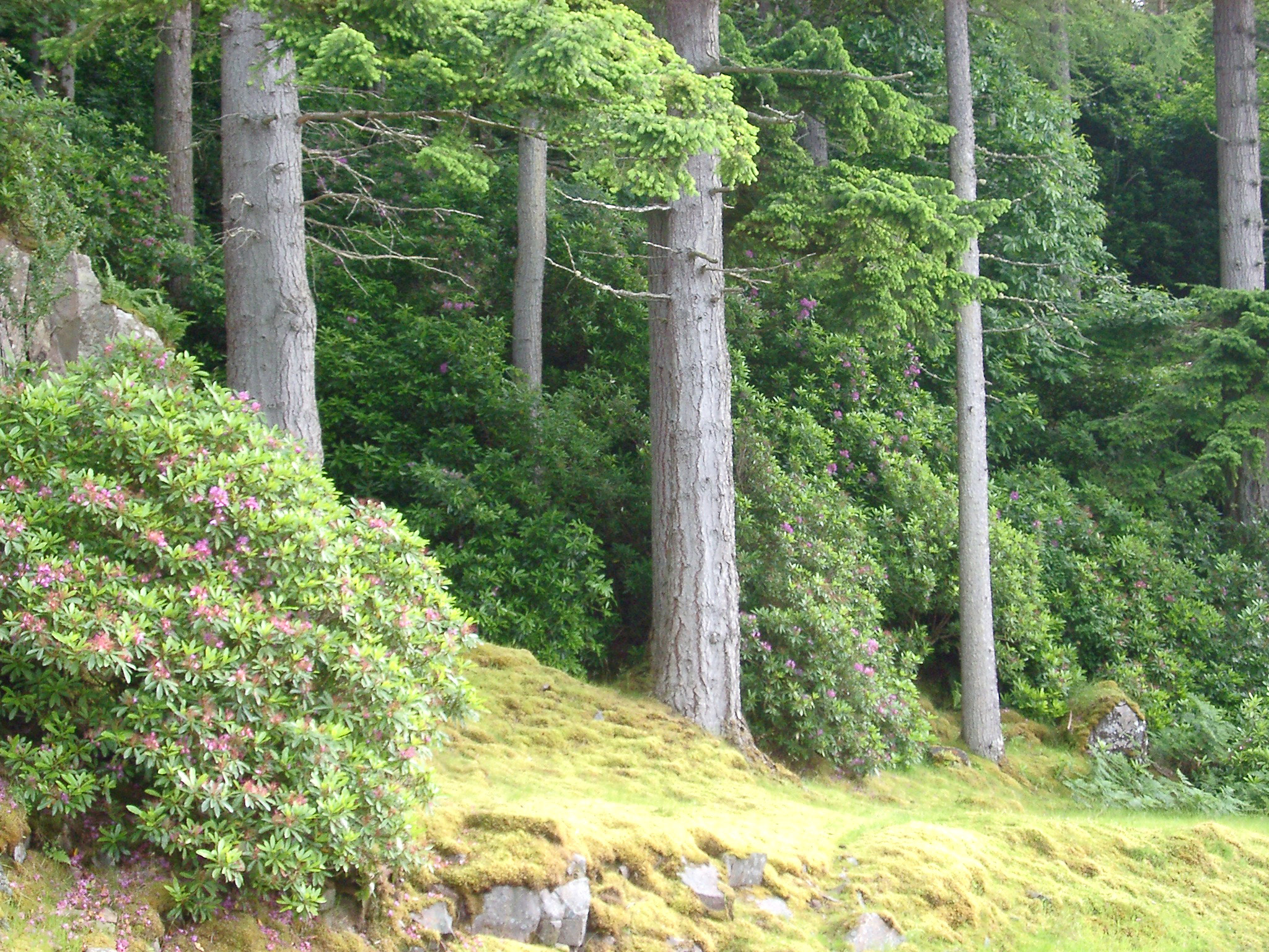 an image of Tree trunks of a pine plantation with lush green undergrowth in a nature or environmental background