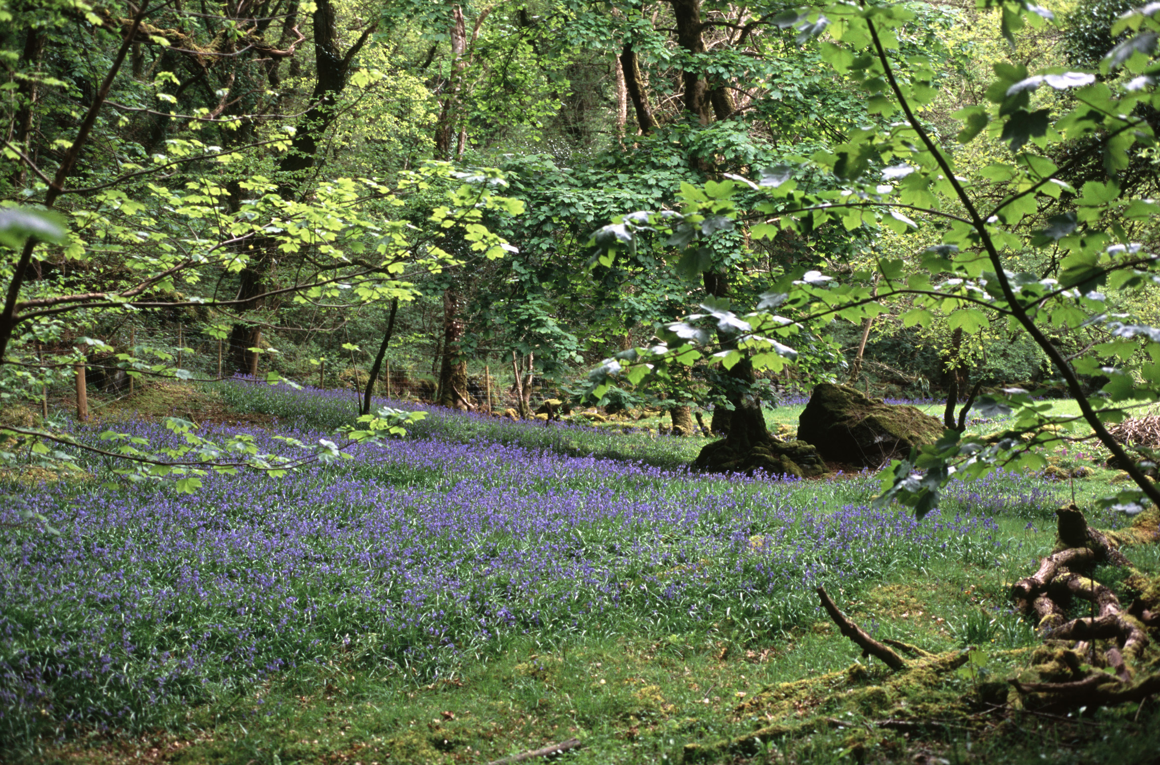 an image of Scenic landscape of blue bells flowering in an open glade amongst the leafy green trees in woodland
