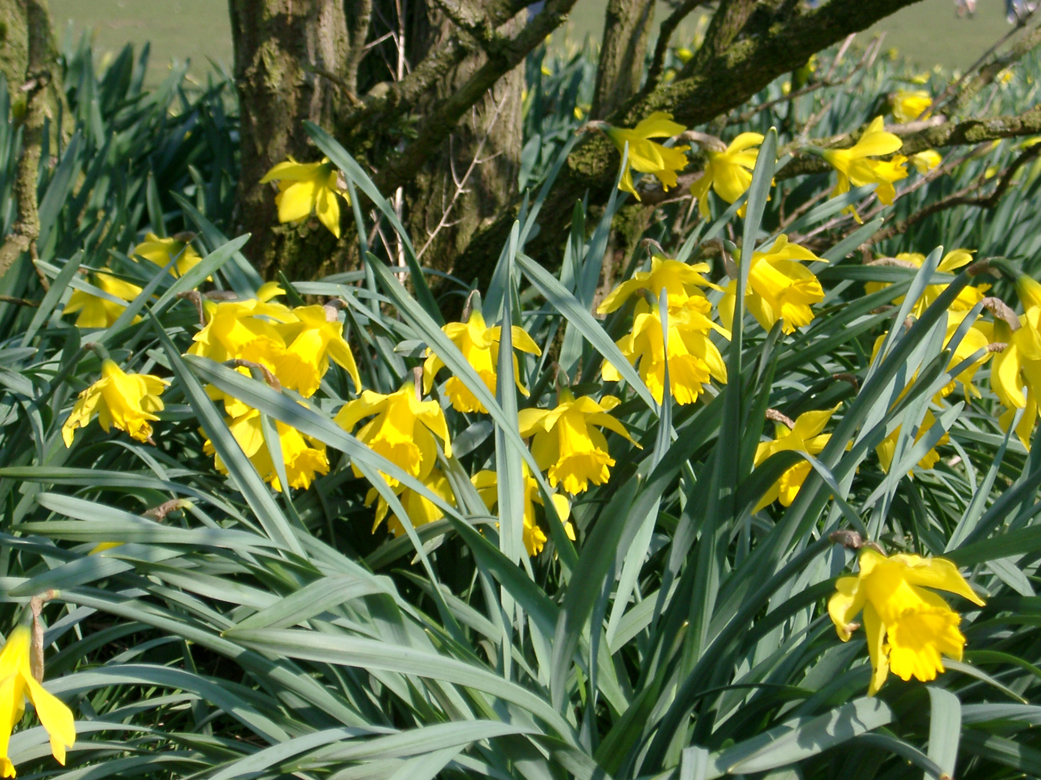 an image of Fresh Yellow Daffodil Flowers with Green Leaves in the Garden. Captured on a Sunny Weather.
