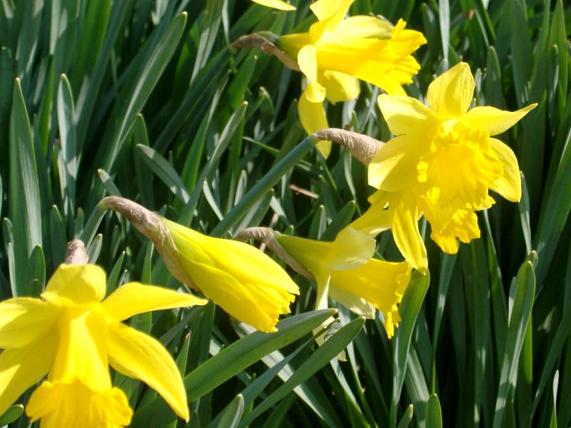 Close on Attractive Fresh Looking Yellow Daffodils with Dark Green Leaves at the Garden. Captured on a Sunny Day.