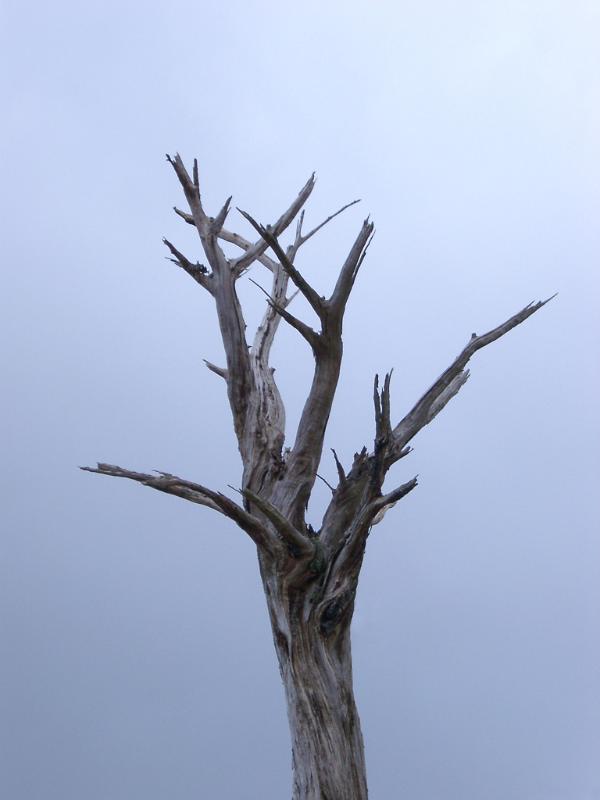 Free Stock photo of Branches of a dead tree Photoeverywhere