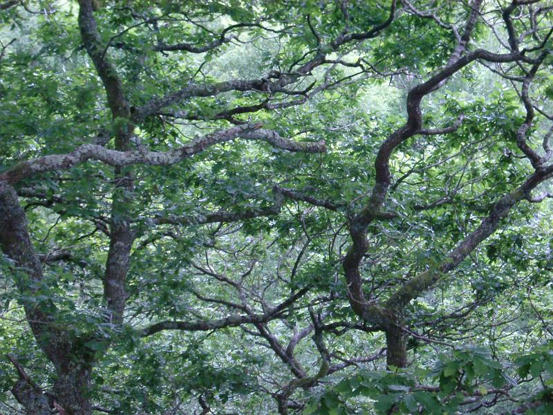 Tracery of leafy green tree branches on a misty day with close up detail of the canopy