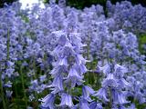 Carpet of pretty bluebells growing in a meadow or on a woodland floor, close up of the dainty blue bell shaped flowers