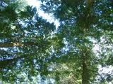Nature background showing the canopy and branches of a group of leafy green tall trees in a woodland