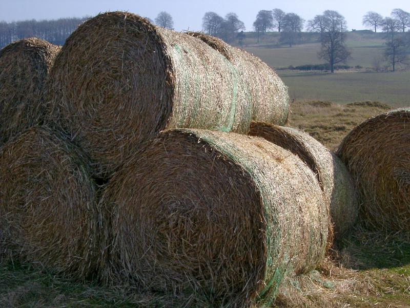 Round hay bales for winter livestock feed stacked in an agricultural field in the sunshine