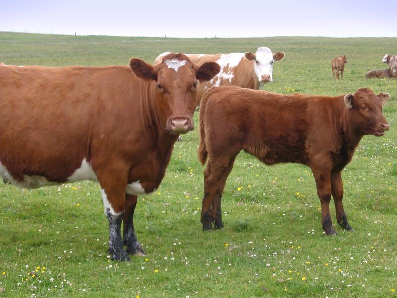 Brown Lowlands Cattle and Calf at the Pasture with Green Grasses in Scotland