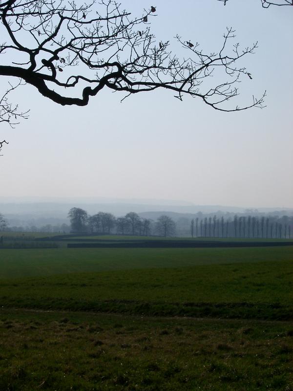 Wide Field with Fresh Green Grasses on One Foggy Day. Captured with Leafless Dead Tree.