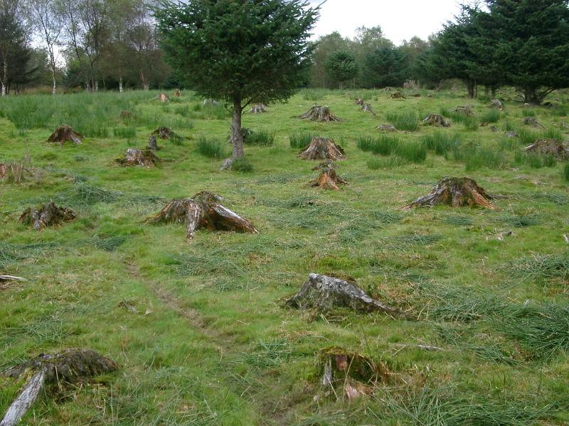 Forestry aftermath showing a green field filled with the remnants of cleared and felled tree stumps in an old pine plantation