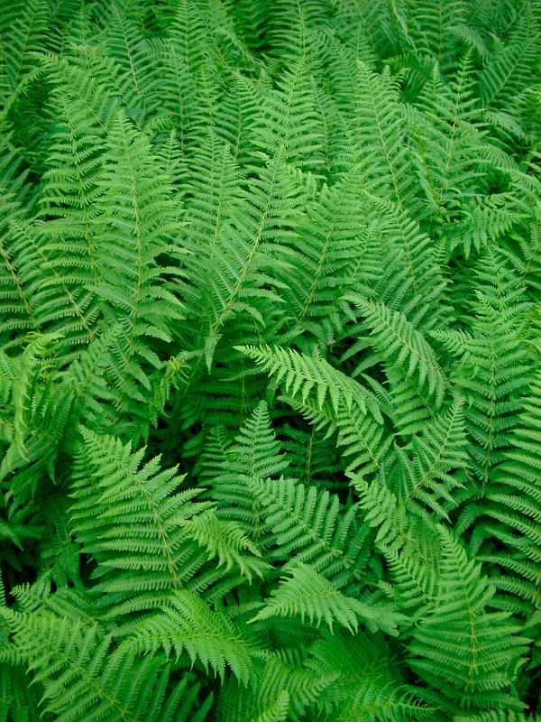 Background texture and natural pattern of lush green bracken leaves or fronds , full frame