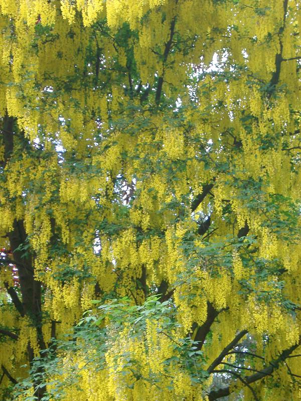 Laburnum tree in flower with a spectacular display of hanging bright yellow inflorescences densely covering the branches, full frame botanical background