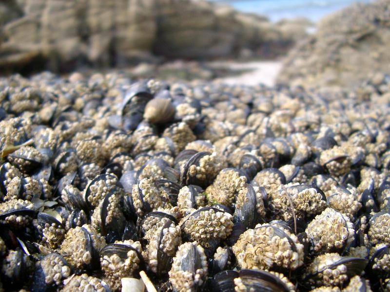 Background texture of assorted sealife with cockles, whelks, and crustaceans washed up on a rocky seashore on a sunny day