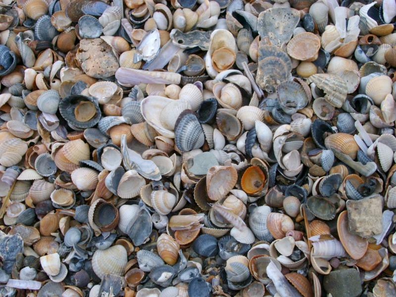 Background texture of broken seashells and smooth water worn pebbles washed up by the tides on a seashore